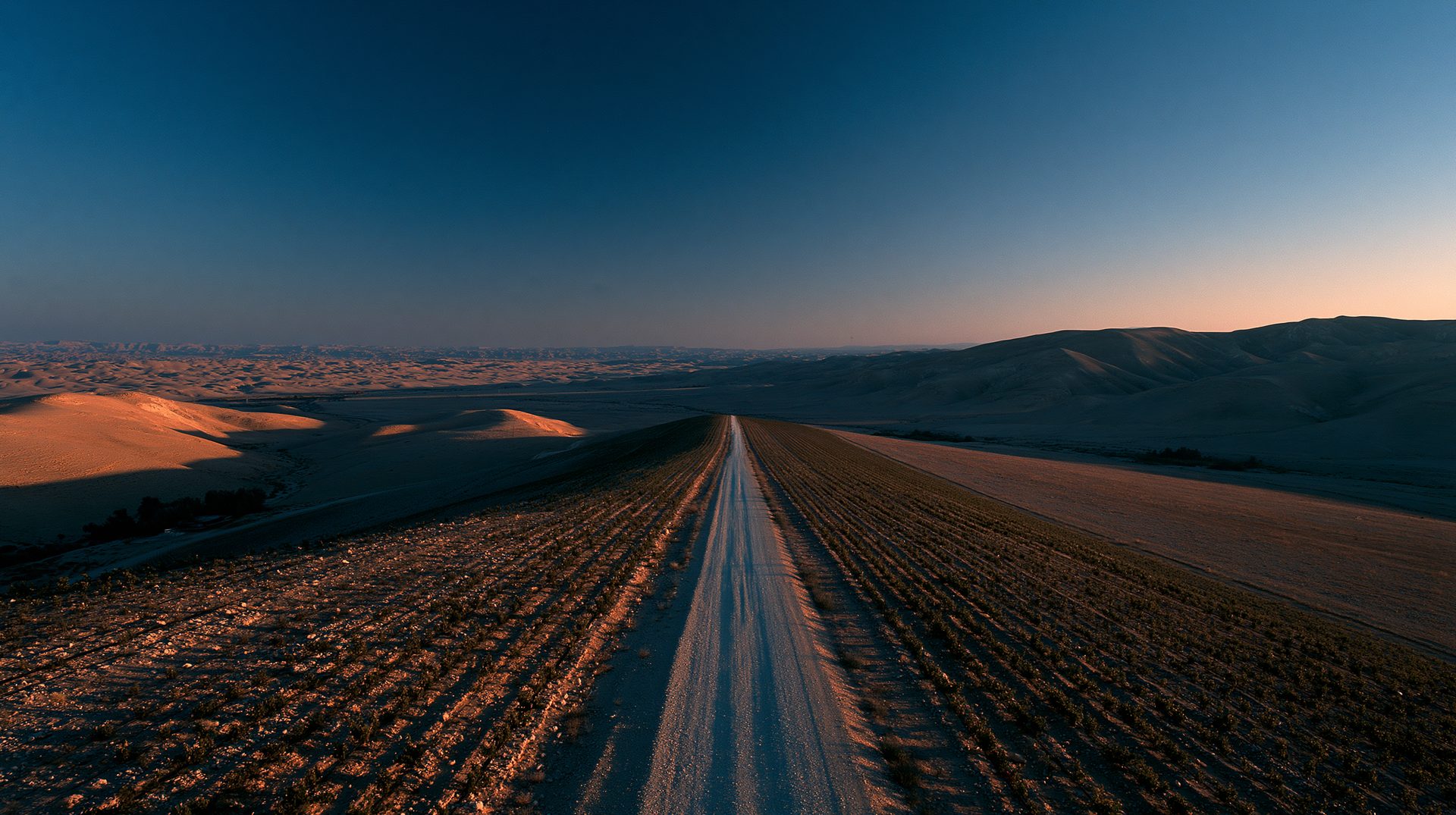 The Negev with vineyards